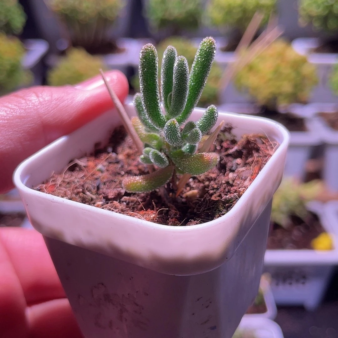 枝干番杏实生盲盒