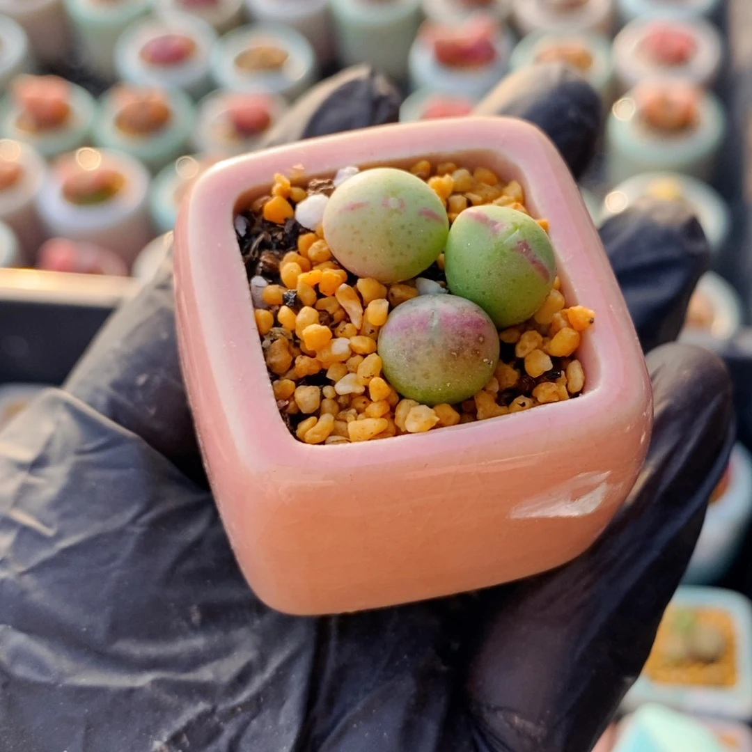 3822--一物一拍 带盆