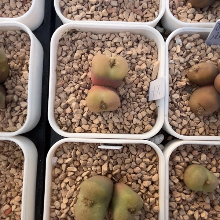 玉玺。吕氏名品。