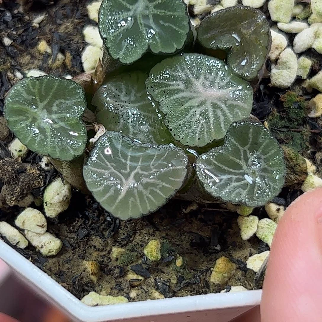 富士云海杂十二卷多肉植物