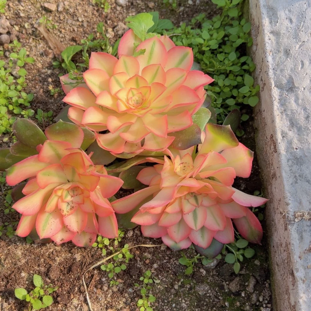 香妃高锦三颗多肉植物