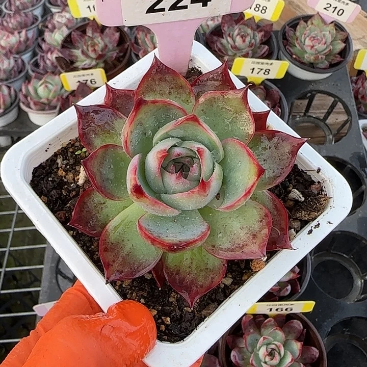 224 惊鸿仙子多肉植物6-9cm