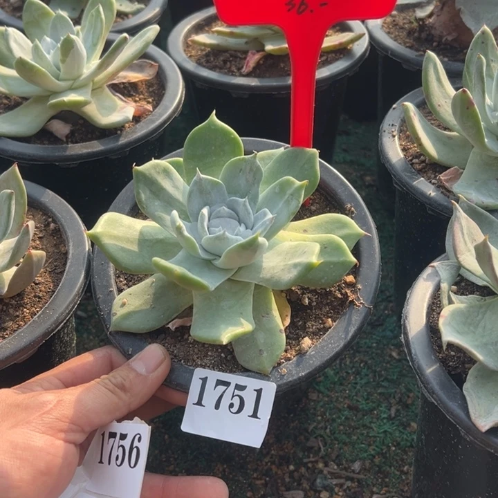 751号苹果叶杂拇指多肉植物老庄