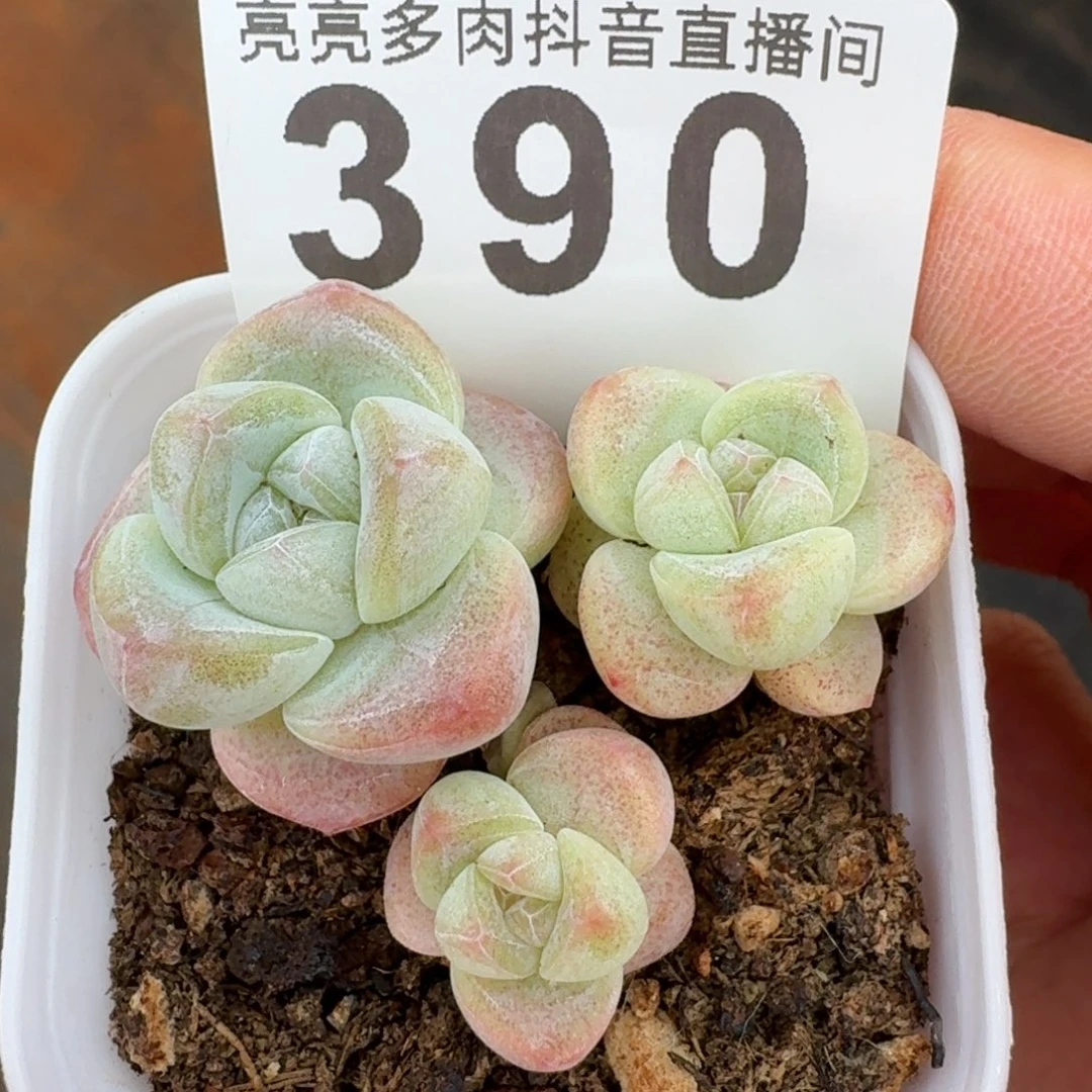 是*冰玉小脸         多肉植物