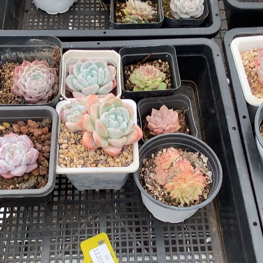 1120136筐拍福利不售后