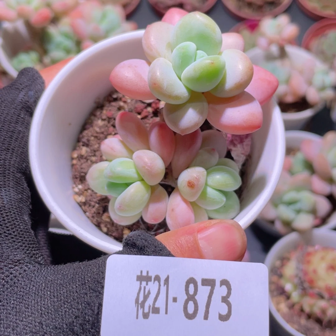 花利美21-873洛神