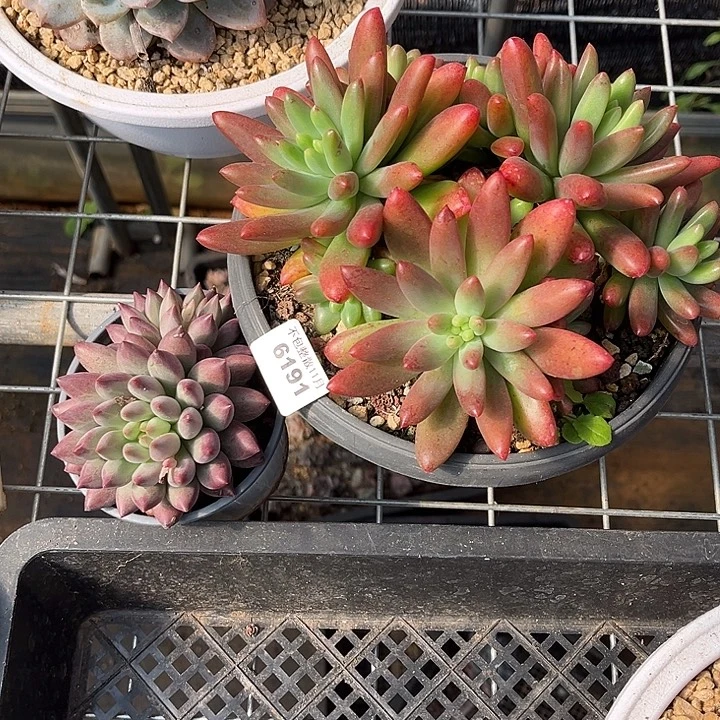 三***薇阿雅园艺。     6191