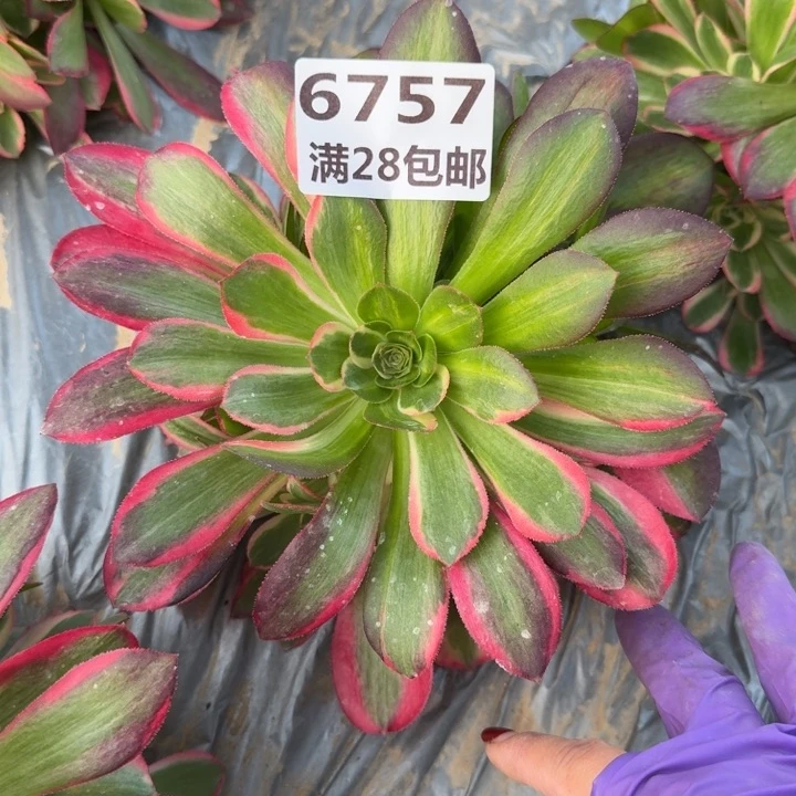 6757一号棚妖月花脸G
