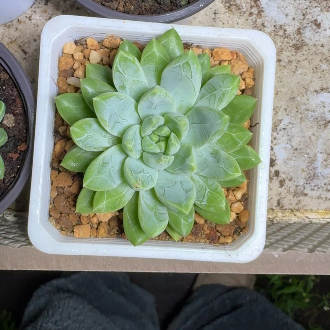 水晶萝莉 单头 一物一拍