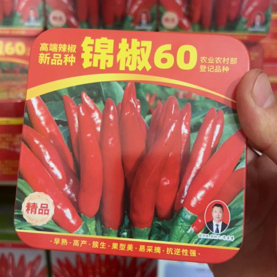 早熟、抗病、不裂果辣椒锦椒60
