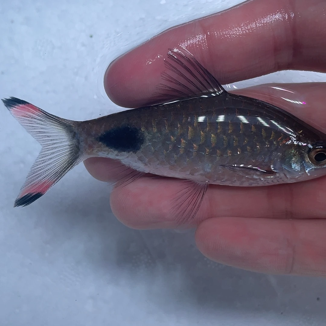 海水鱼紫红两点鲫8-9cm公