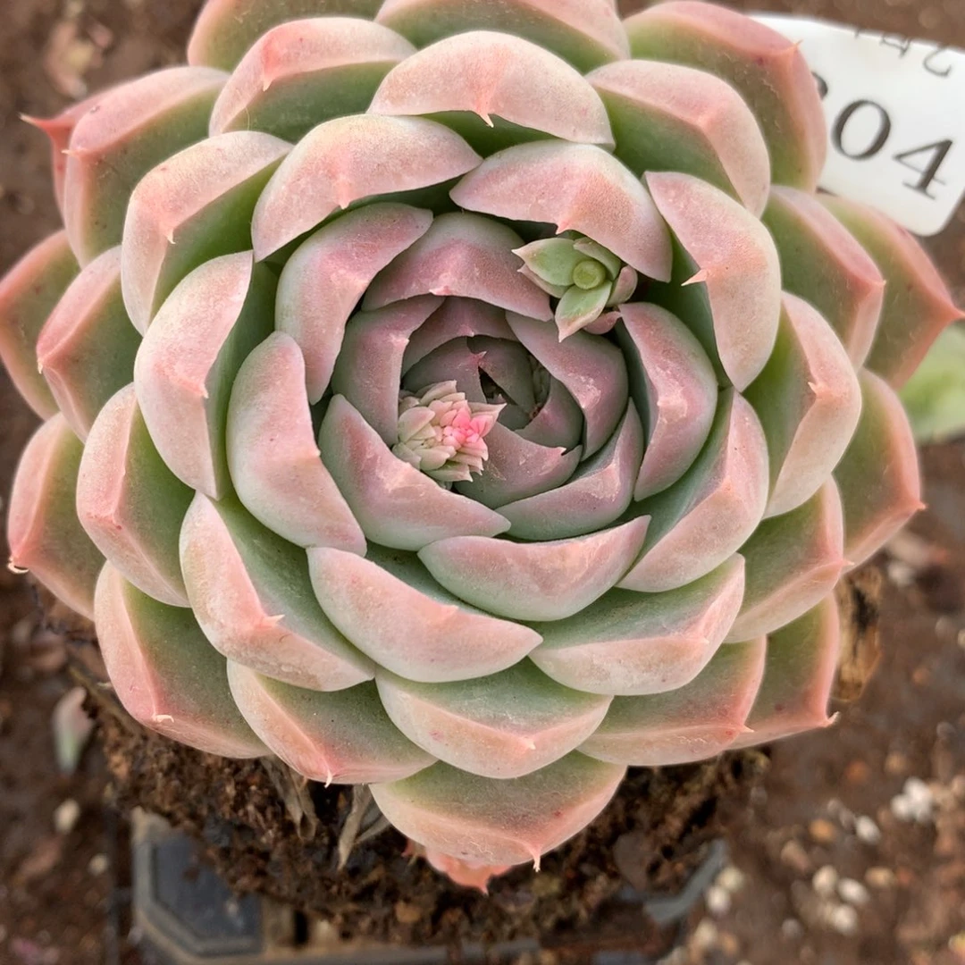 8304杂交多肉老桩