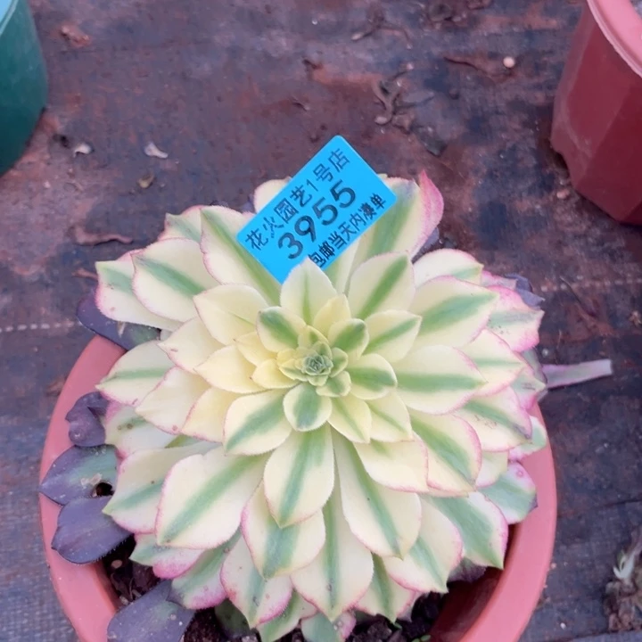 铜雀台3955多肉植物