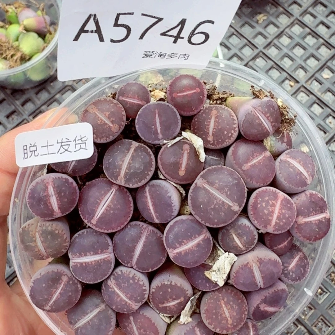 5746—-？ 生石花 生石花