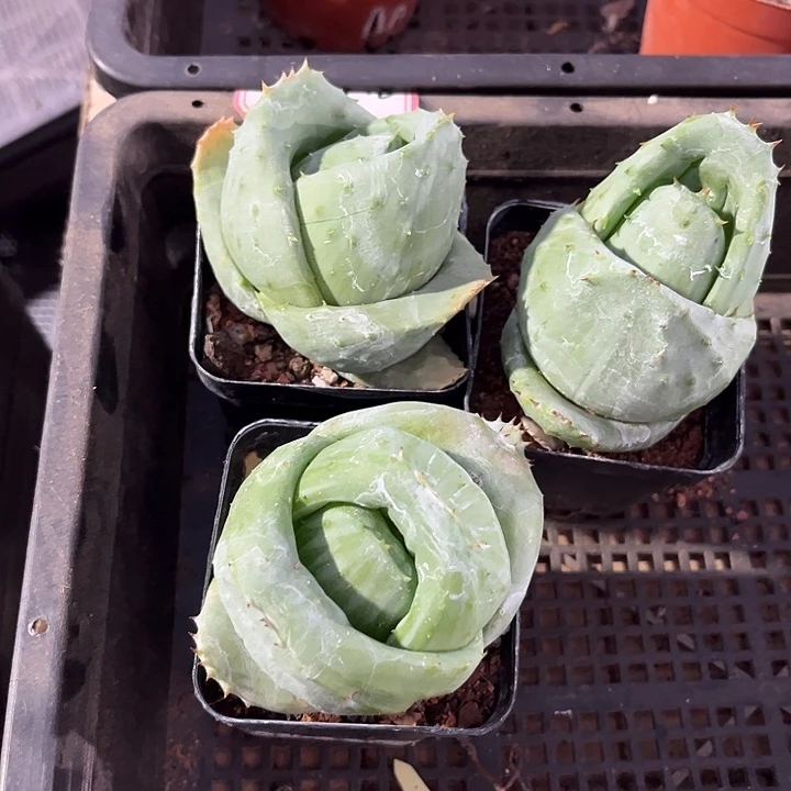 芦荟元宝带盆土发