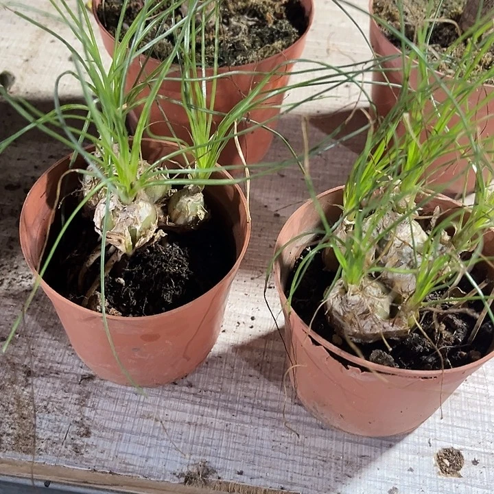 香水兰一颗带盆土发