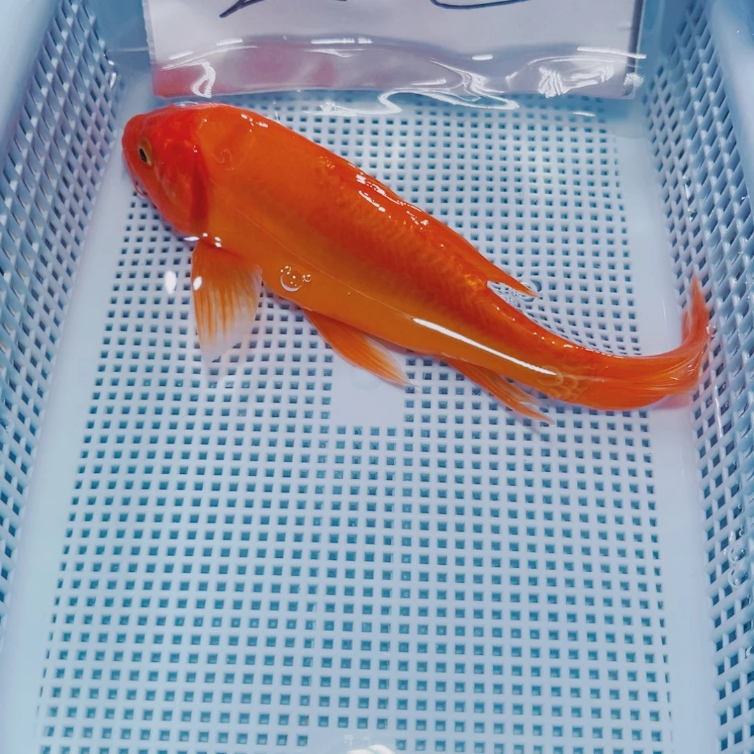 海水鱼锦鲤冷水观赏鱼