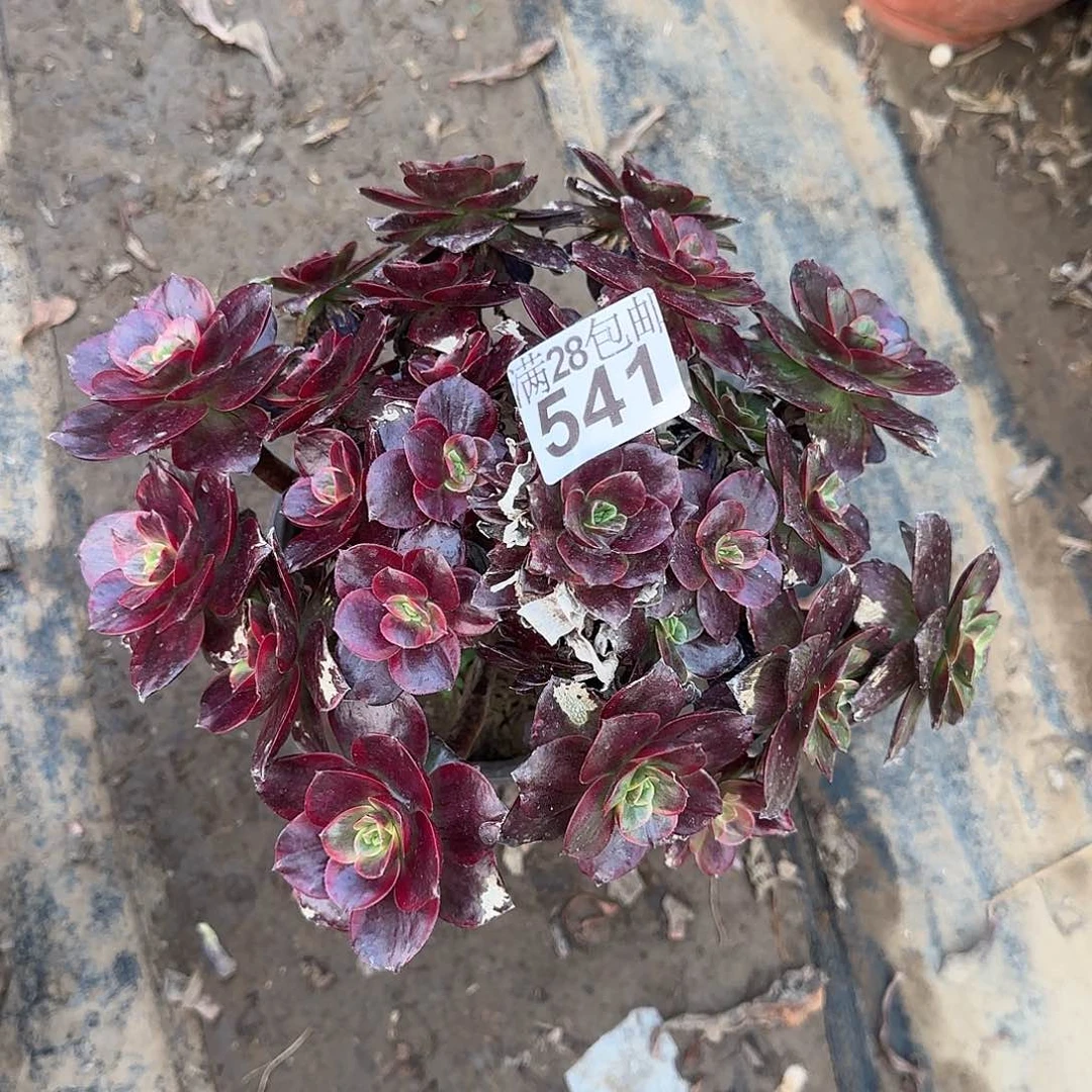 十****！红豆多肉541满28包邮断枝不包