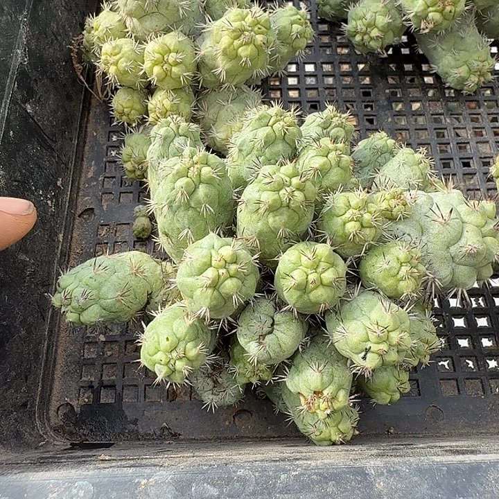 帝王丸子小提琴开花