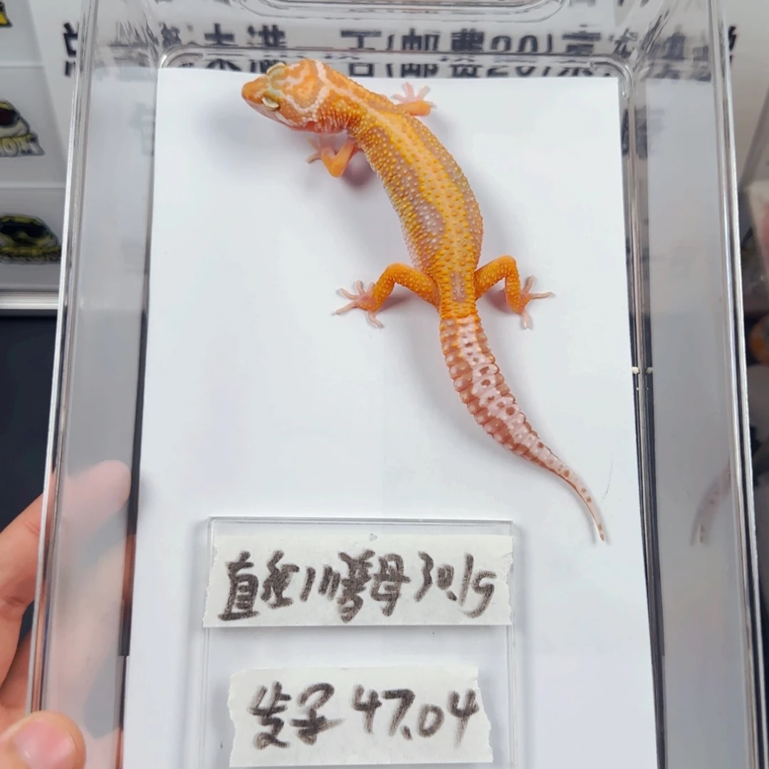 豹纹守宫直线川普