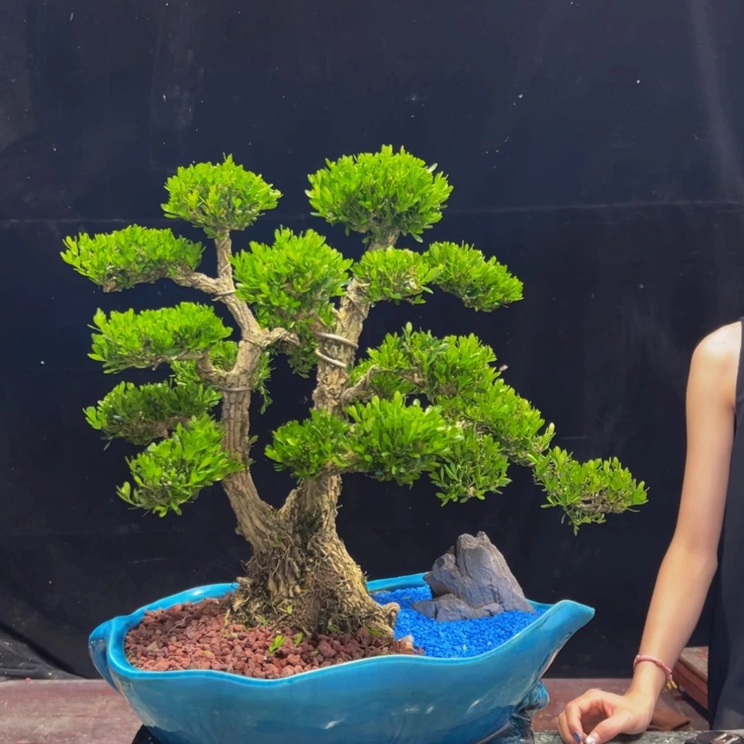 无花朵广东黄杨四季常青