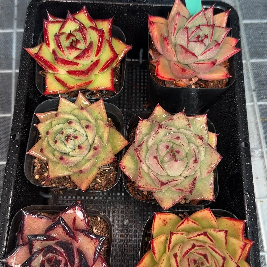 从前慢花园精选0116/287