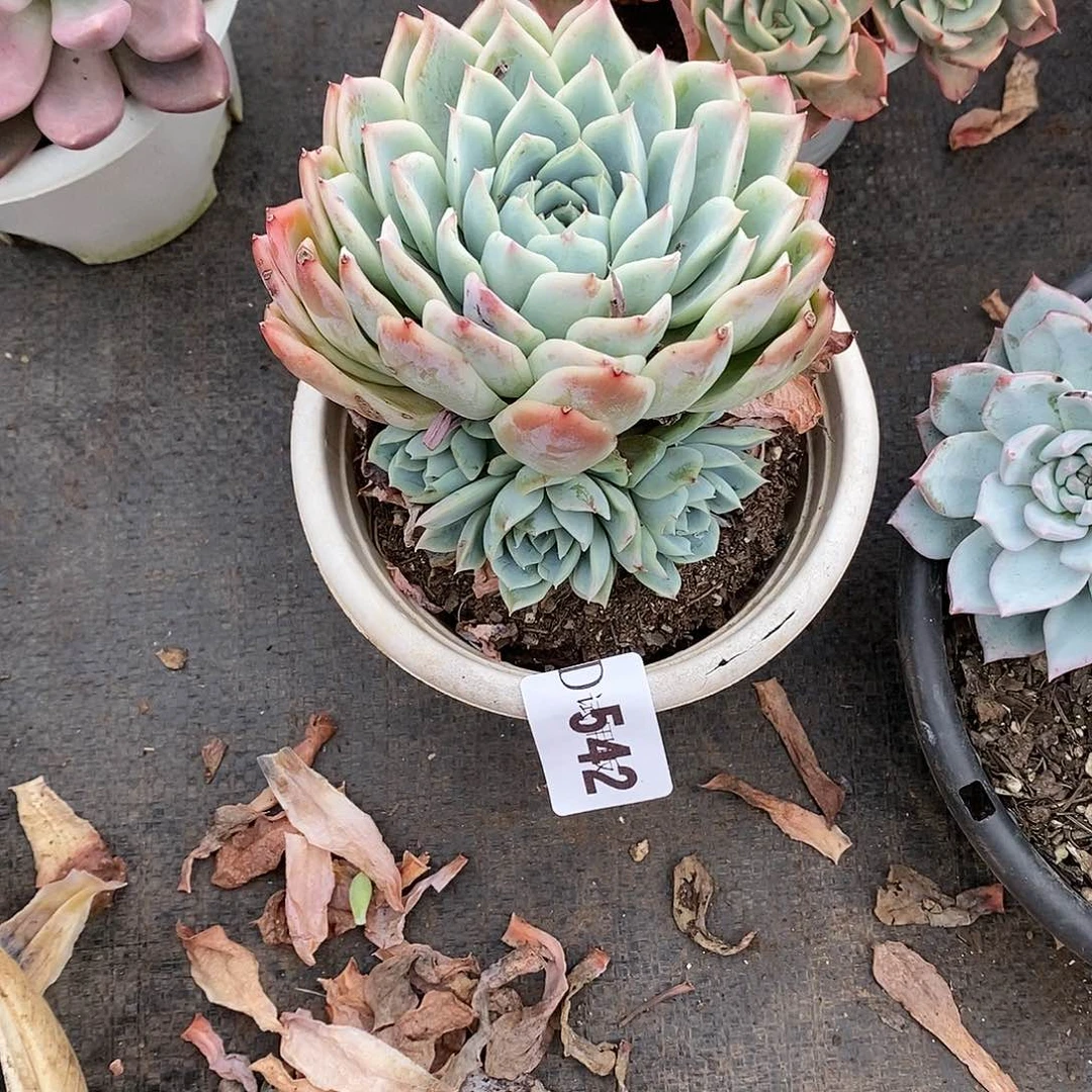 徽*⁶542加勒比多肉植物