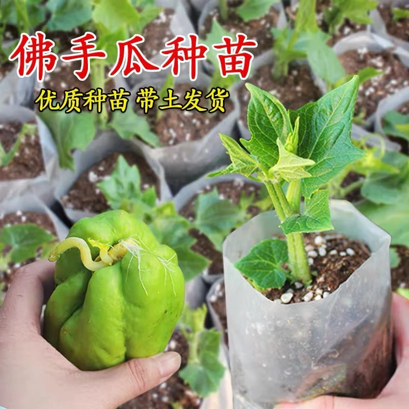 佛手瓜洋瓜优质瓜苗带瓜带芽带原土发货好种植适合家庭小院种植