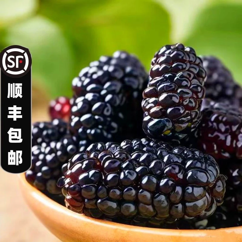 【顺丰包邮】正宗广东新鲜桑葚鲜果泡酒酵素生吃5斤整箱包邮