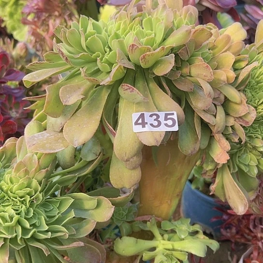 茌****术多肉植物一个