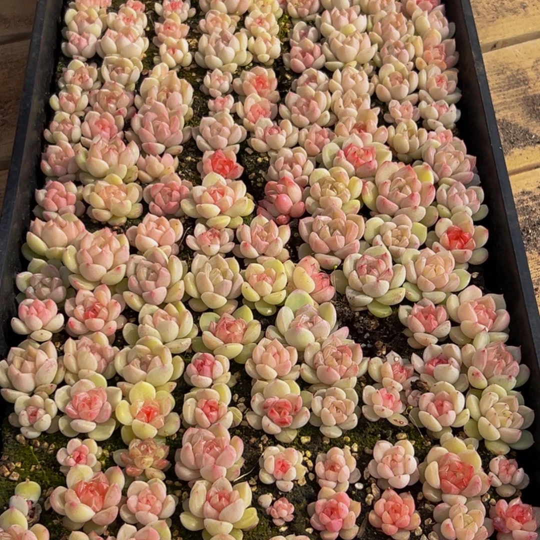 963多肉葡萄的味道是真的很