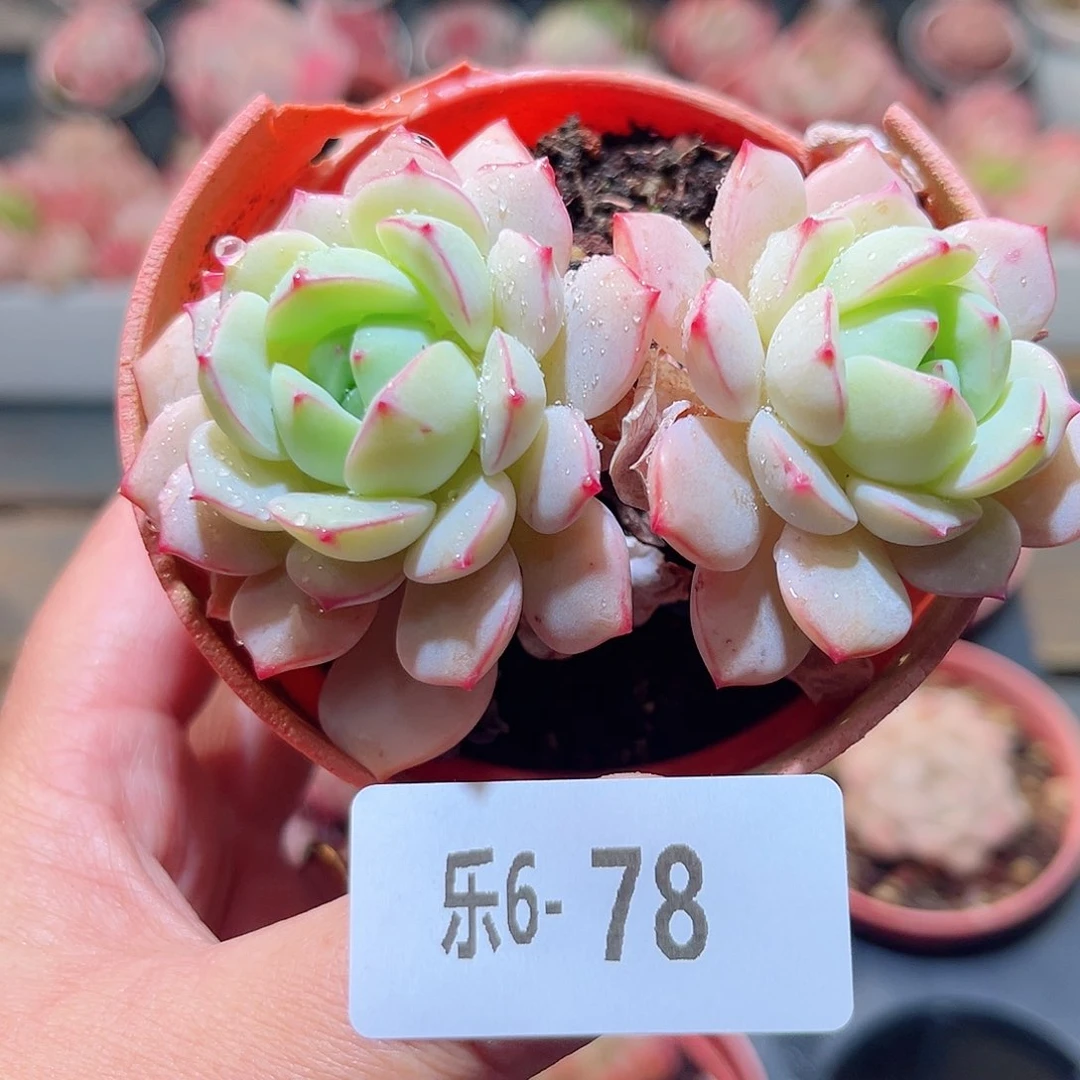 乐6-78 香草双头