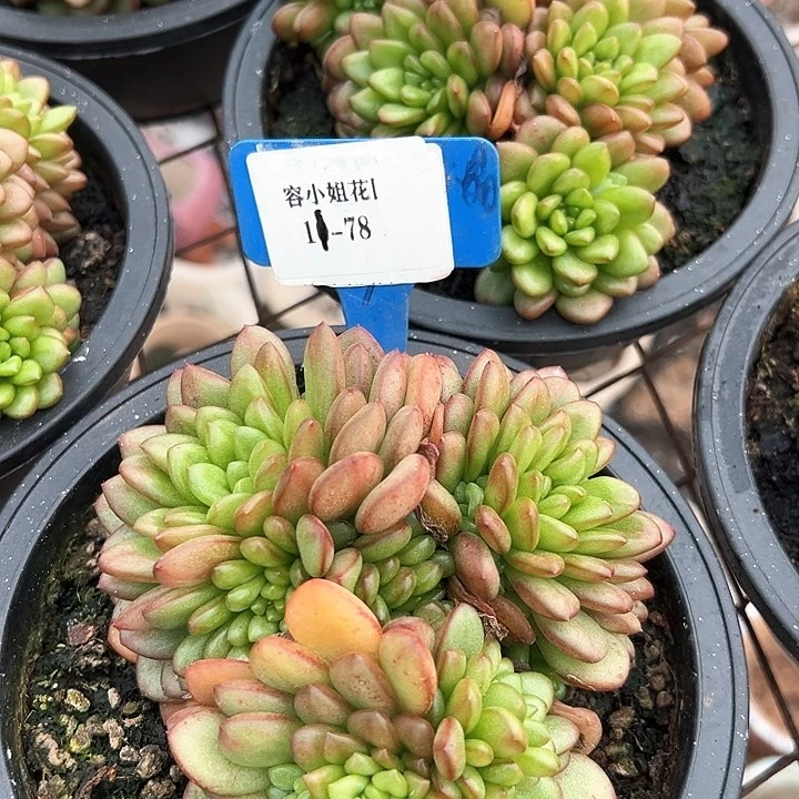 11.78亚单一个多肉