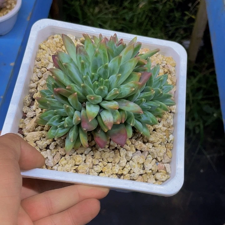 一物一拍一物一拍