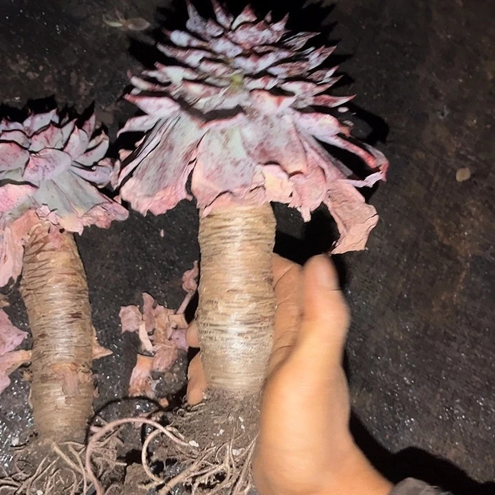 赫拉9.99多肉植物