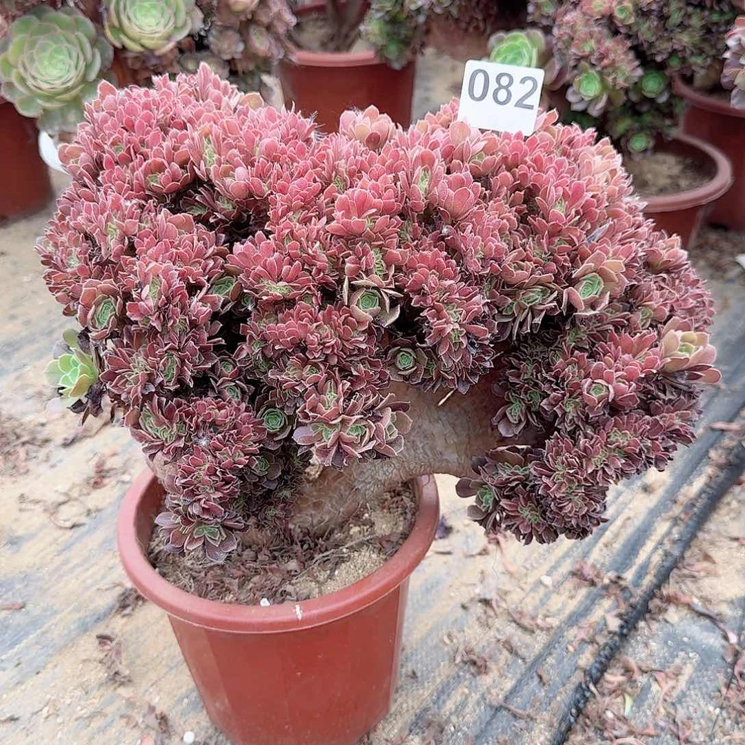 082玫瑰有伤一颗呀呀