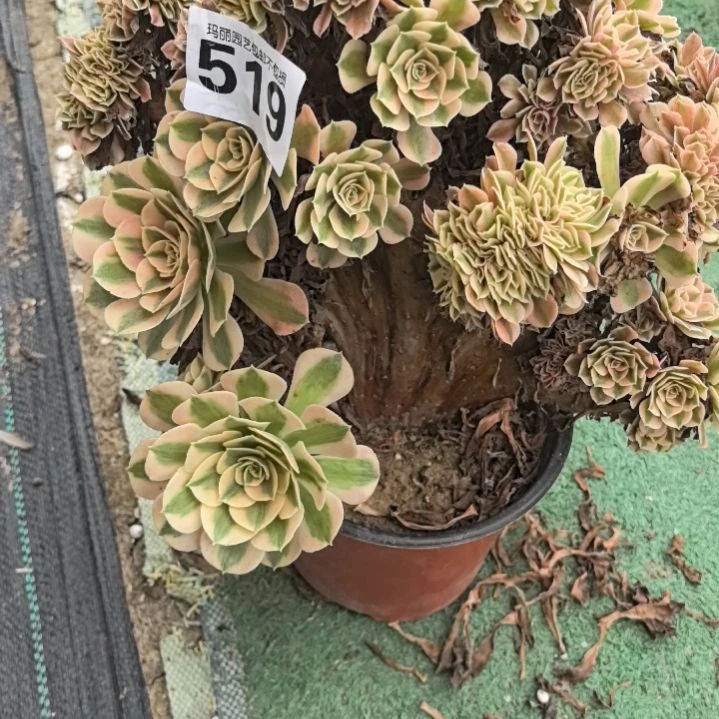 519粉女巫缀花花2-4