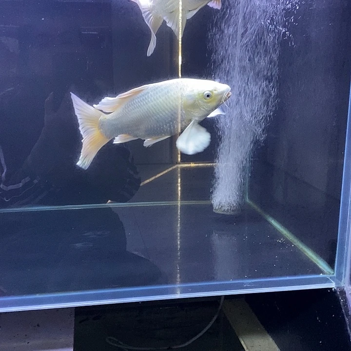 海水鱼蝴蝶鲤普身