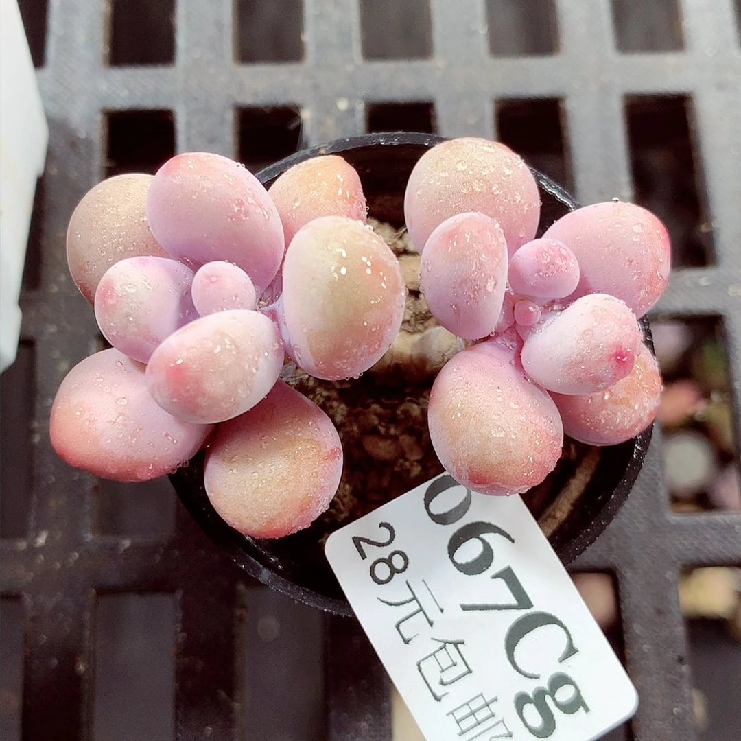 5厘米盆精控多肉067