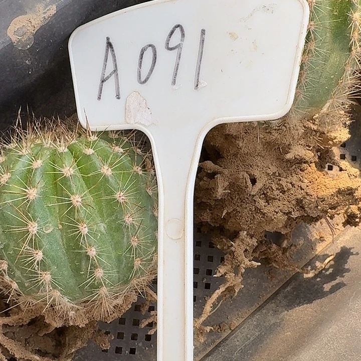 A091,牛牛2颗有斑瑕疵