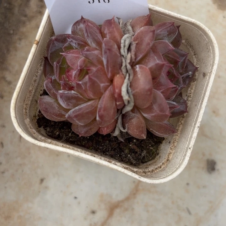 战后318压压哑哑呀呀呀呀呀呀呀呀呀