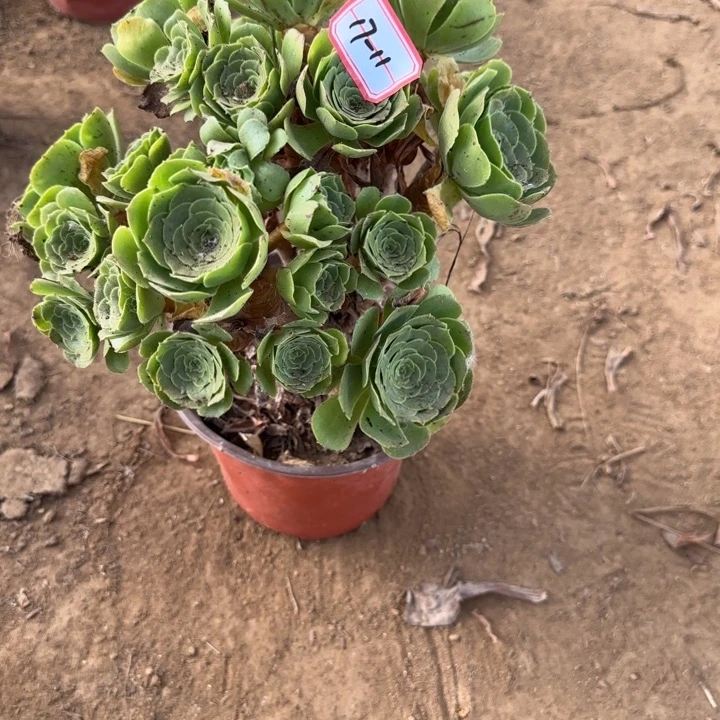 17-11绿羊绒朵朵不包售后