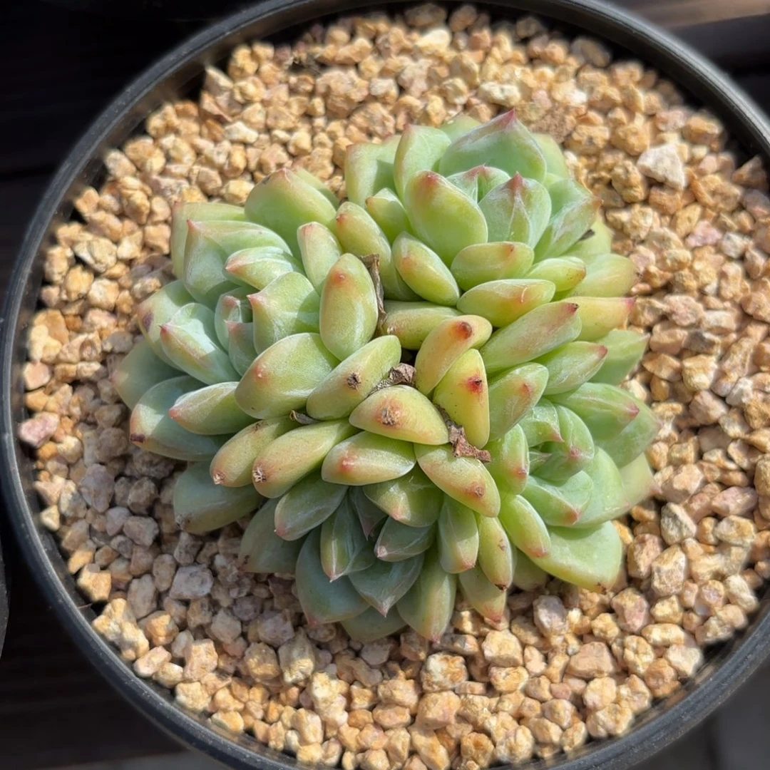 无花朵白拉糖11111111