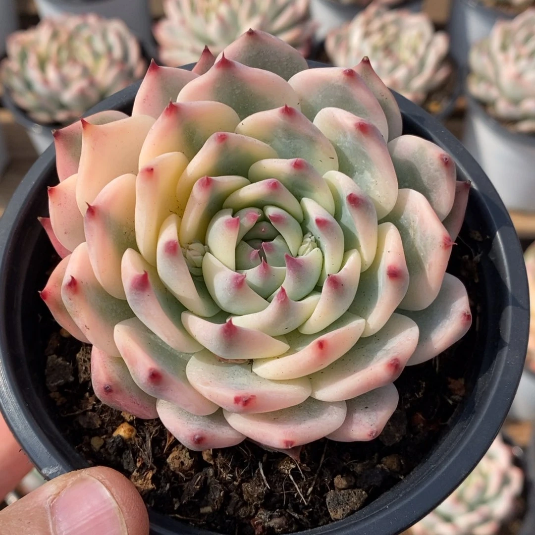 吉娃娃锦多肉植物1