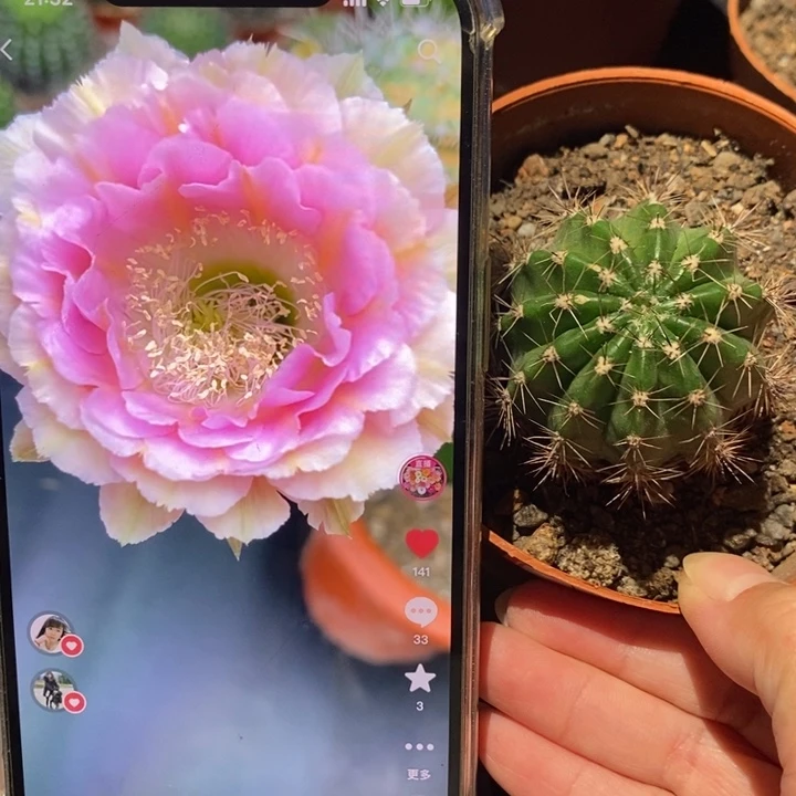 香香520号带根4.5-5公分左右