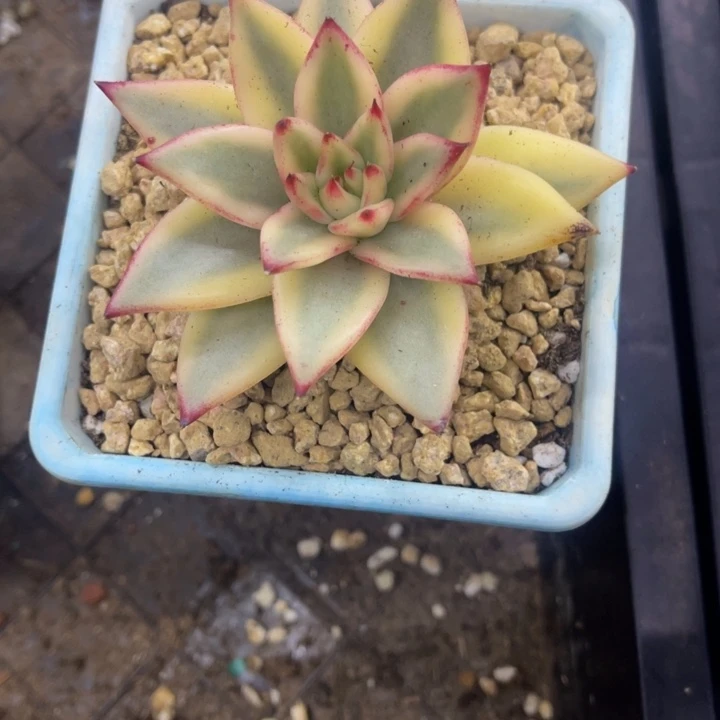 秋可园艺 乌木锦腹轮锦