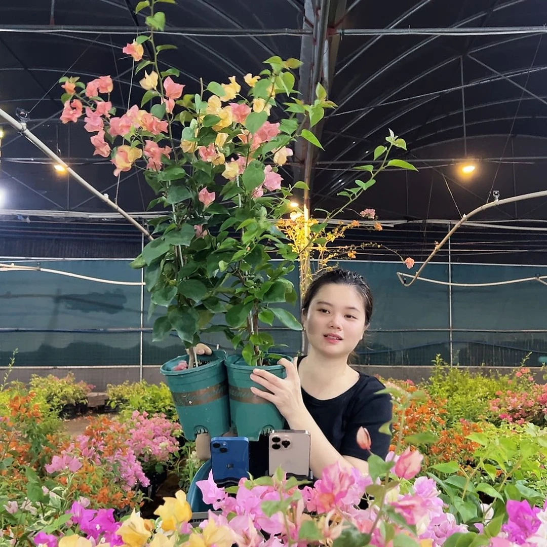 大部分开放少量花苞阿达娜带竹一棵