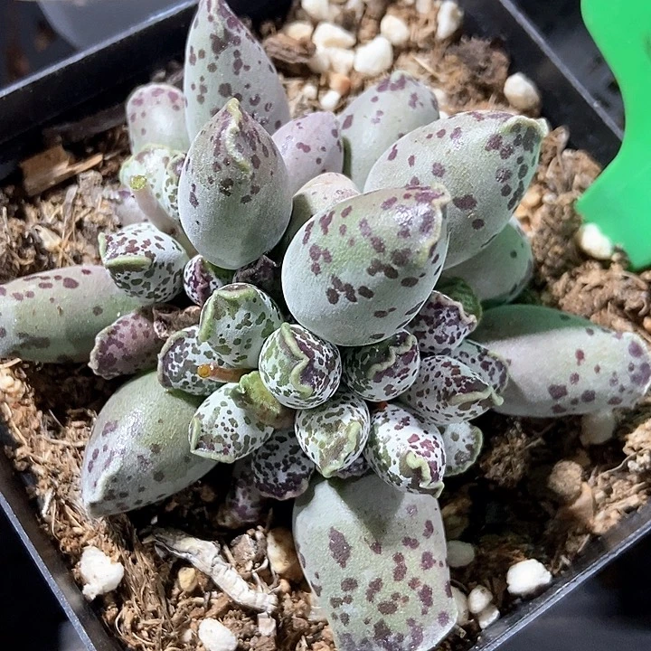 多肉植物海报240