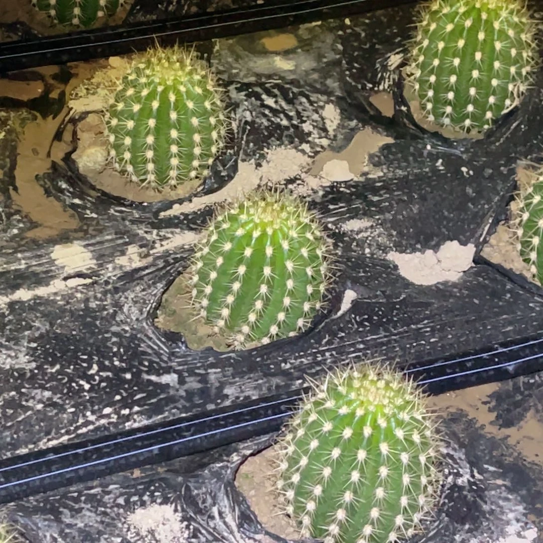 毛 小丑 脱土脱盆摘花满20包邮