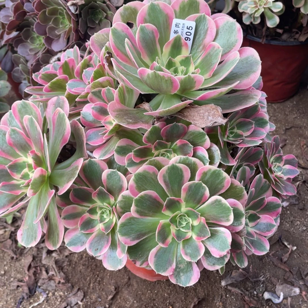 905女郎多肉法师断枝不包